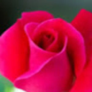 Meet your Posher, Theofficial.